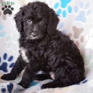 Charlotte, Cavapoo Puppy