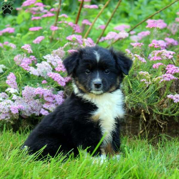 Charm, Miniature Australian Shepherd Puppy