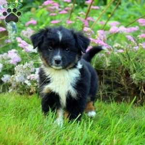 Charm, Miniature Australian Shepherd Puppy