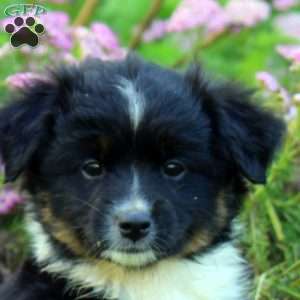 Charm, Miniature Australian Shepherd Puppy