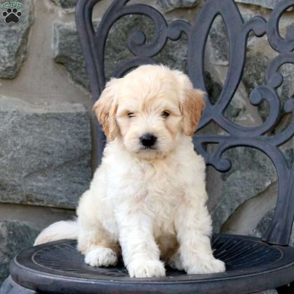 Charm, Mini Goldendoodle Puppy
