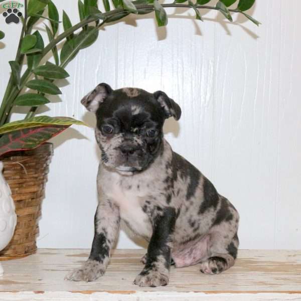Charm, Frenchton Puppy