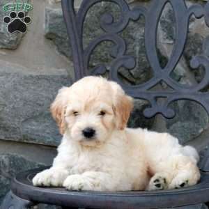 Charm, Mini Goldendoodle Puppy