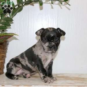 Charm, Frenchton Puppy