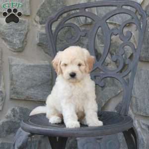 Charm, Mini Goldendoodle Puppy