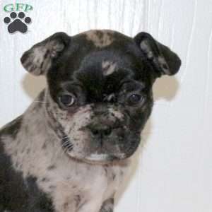 Charm, Frenchton Puppy