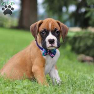 Chase, Boxer Puppy