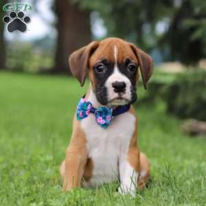 Chase, Boxer Puppy