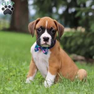 Chase, Boxer Puppy