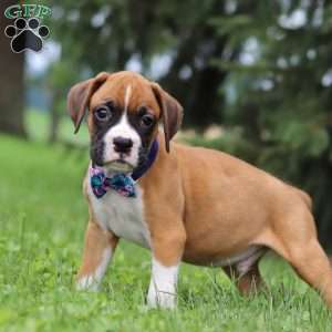 Chase, Boxer Puppy