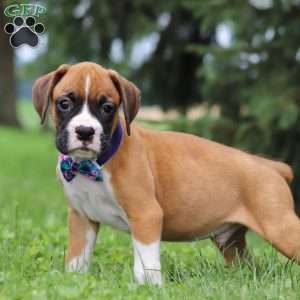 Chase, Boxer Puppy