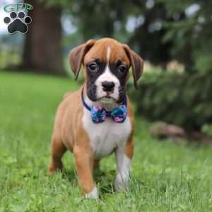 Chase, Boxer Puppy