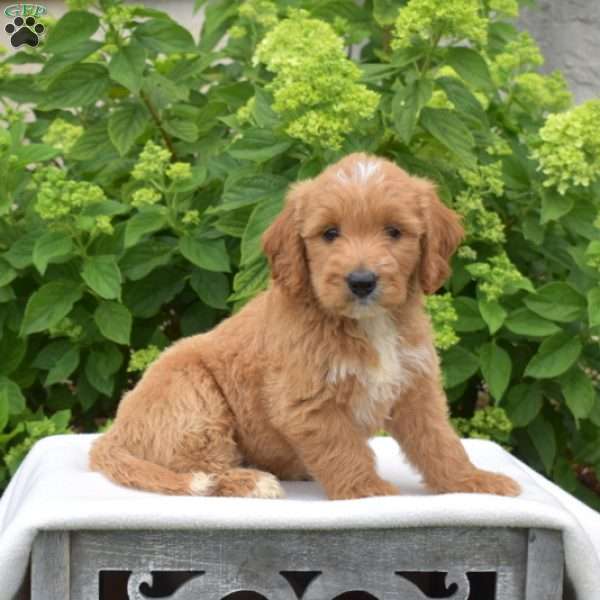 Chase, Mini Goldendoodle Puppy