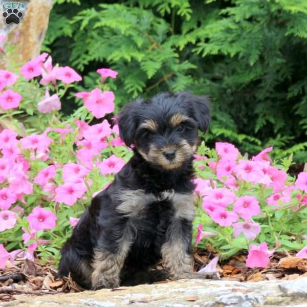 Chase, Yorkie Puppy