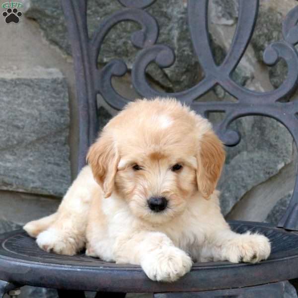 Chase, Mini Goldendoodle Puppy