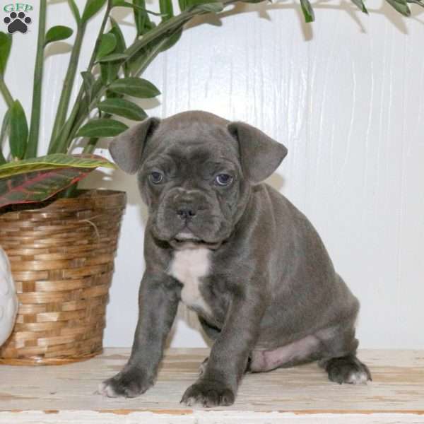 Chase, Frenchton Puppy