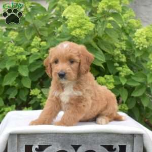 Chase, Mini Goldendoodle Puppy
