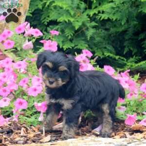 Chase, Yorkie Puppy