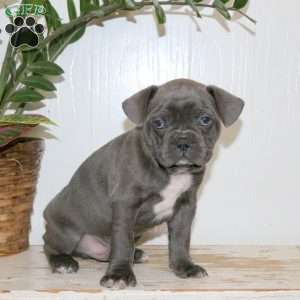 Chase, Frenchton Puppy
