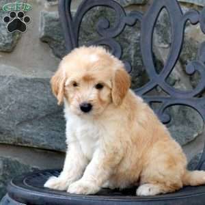 Chase, Mini Goldendoodle Puppy