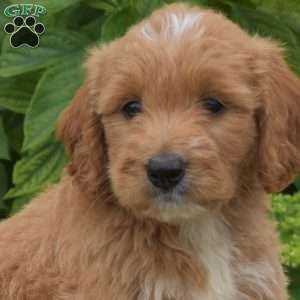 Chase, Mini Goldendoodle Puppy