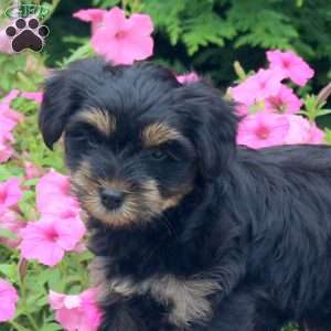 Chase, Yorkie Puppy