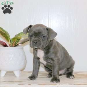 Chase, Frenchton Puppy