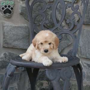 Chase, Mini Goldendoodle Puppy