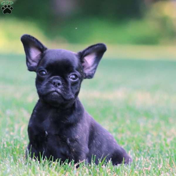 Chase, French Bulldog Mix Puppy