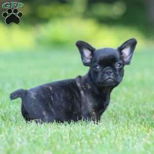 Chase, French Bulldog Mix Puppy