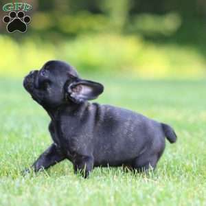 Chase, French Bulldog Mix Puppy