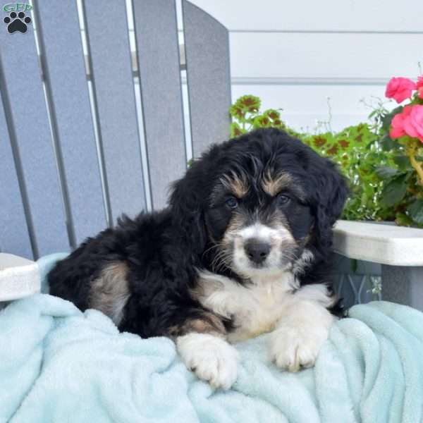 Checkers, Mini Bernedoodle Puppy
