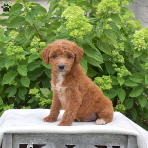 Cheddar, Mini Goldendoodle Puppy