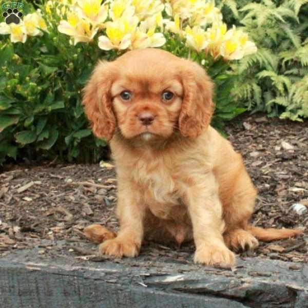 Cheddar, Cavalier King Charles Spaniel Puppy