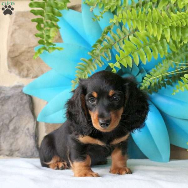 Cheddar-Mini, Dachshund Puppy