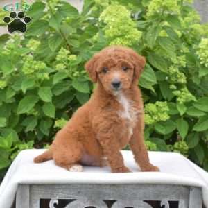 Cheddar, Mini Goldendoodle Puppy