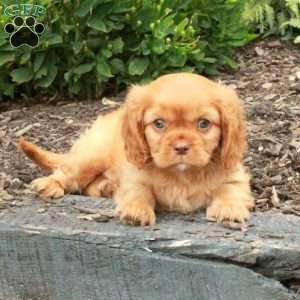 Cheddar, Cavalier King Charles Spaniel Puppy