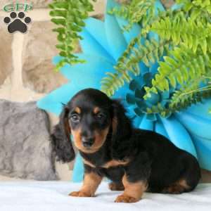 Cheddar-Mini, Dachshund Puppy