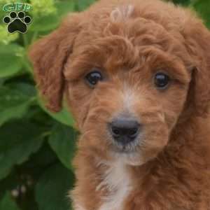 Cheddar, Mini Goldendoodle Puppy