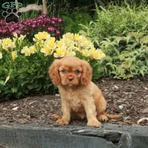 Cheddar, Cavalier King Charles Spaniel Puppy