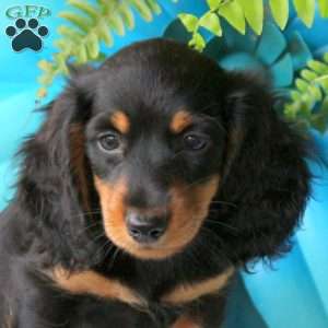 Cheddar-Mini, Dachshund Puppy