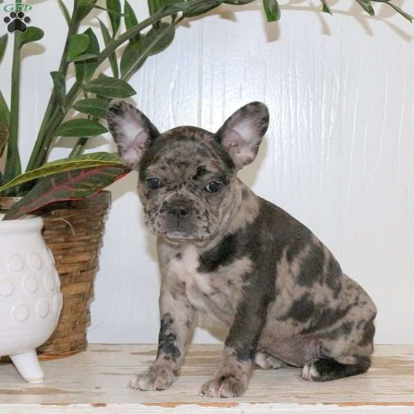 Chelsea, Frenchton Puppy