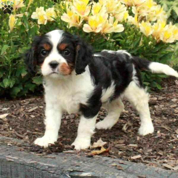 Chelsea, Cavalier King Charles Spaniel Puppy