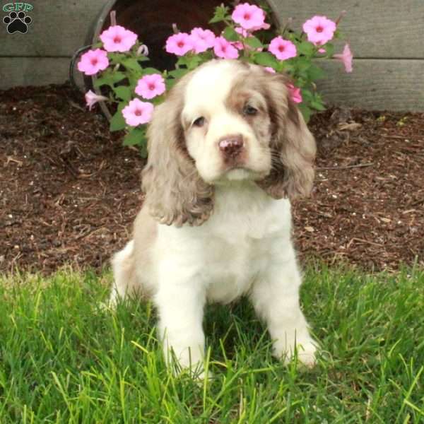 Chelsea, Cocker Spaniel Puppy