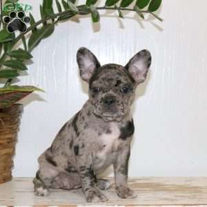 Chelsea, Frenchton Puppy