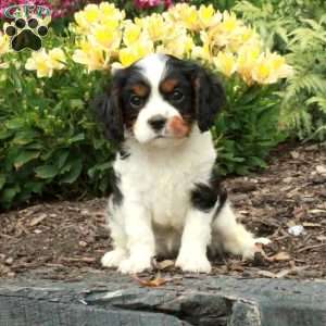 Chelsea, Cavalier King Charles Spaniel Puppy