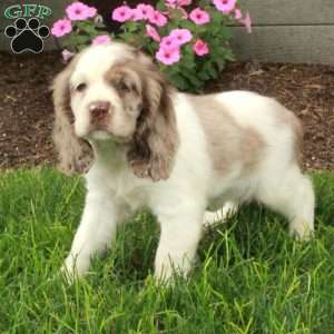 Chelsea, Cocker Spaniel Puppy