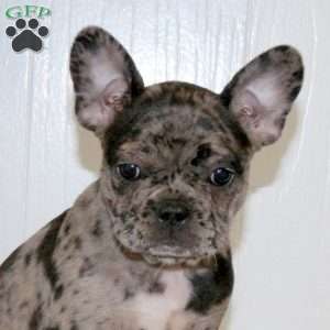 Chelsea, Frenchton Puppy