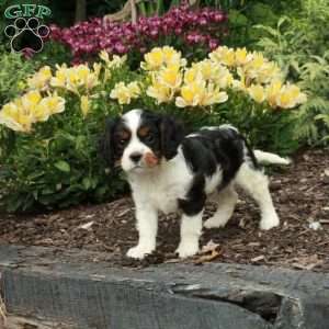 Chelsea, Cavalier King Charles Spaniel Puppy
