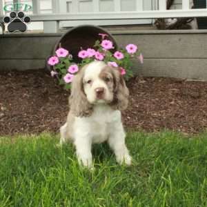 Chelsea, Cocker Spaniel Puppy
